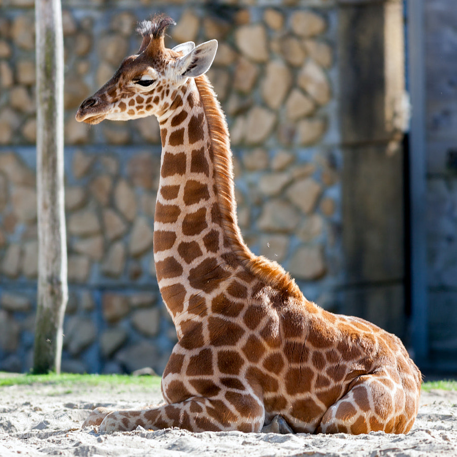 Photograph newborn Giraffe by Ivan Van Looy on 500px