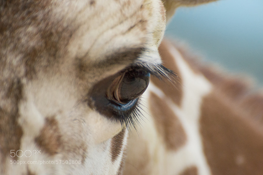 Giraffe Eye