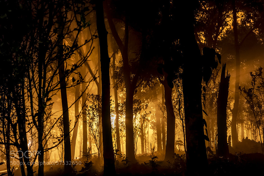 Photograph Forest Fire by Abhisek Sarda on 500px