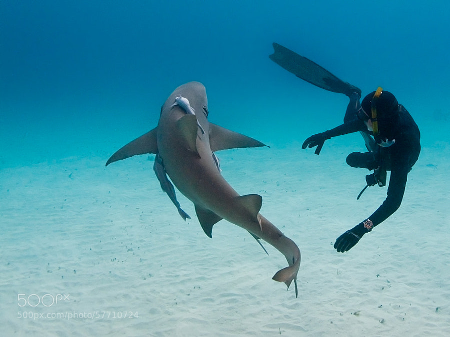 Photograph Dancing with a Lemon Shark by Boaz Meiri on 500px