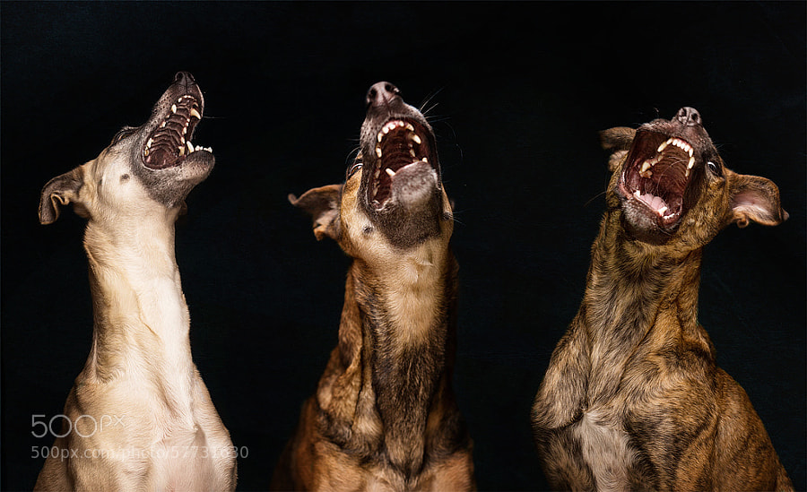 Dog photography - Photograph Think twice by Elke Vogelsang on 500px