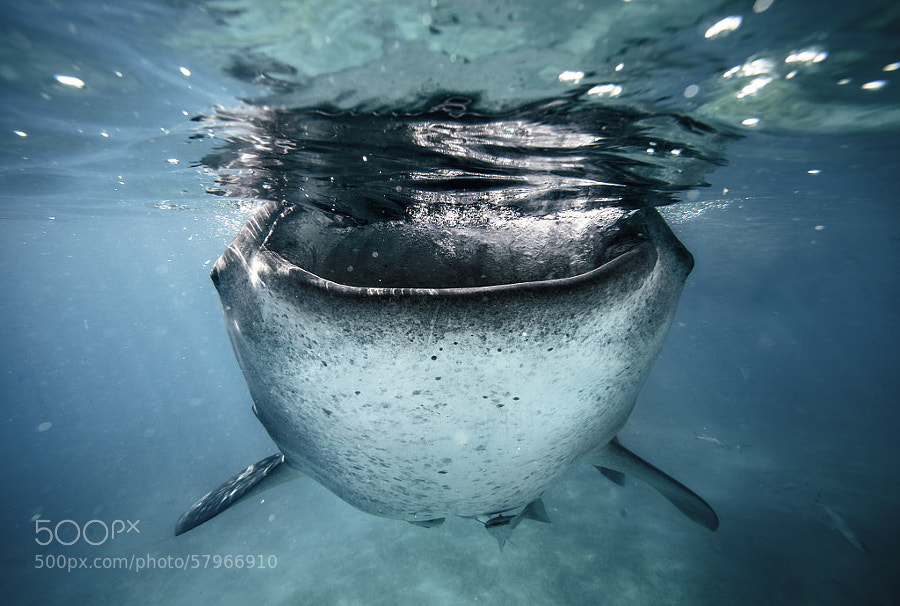 Photograph Whale shark by Sebastian-Alexander Stamatis on 500px