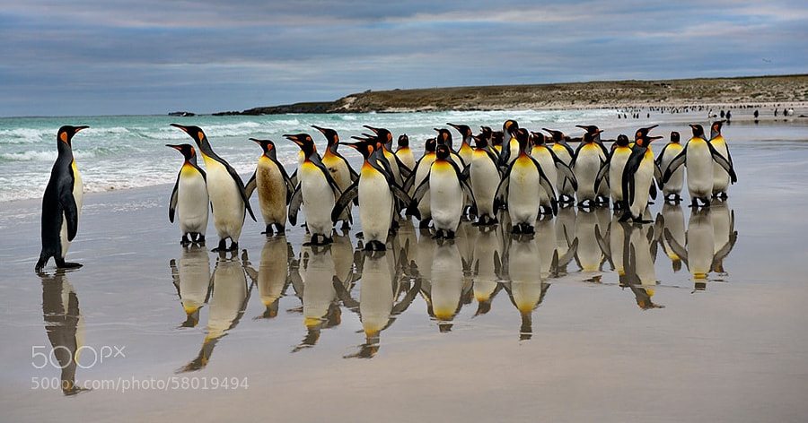 Photograph Leader of the Pack by Mark Roberts on 500px