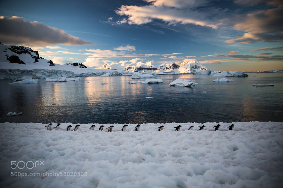 Photograph Penguin Team by mqwilliam on 500px