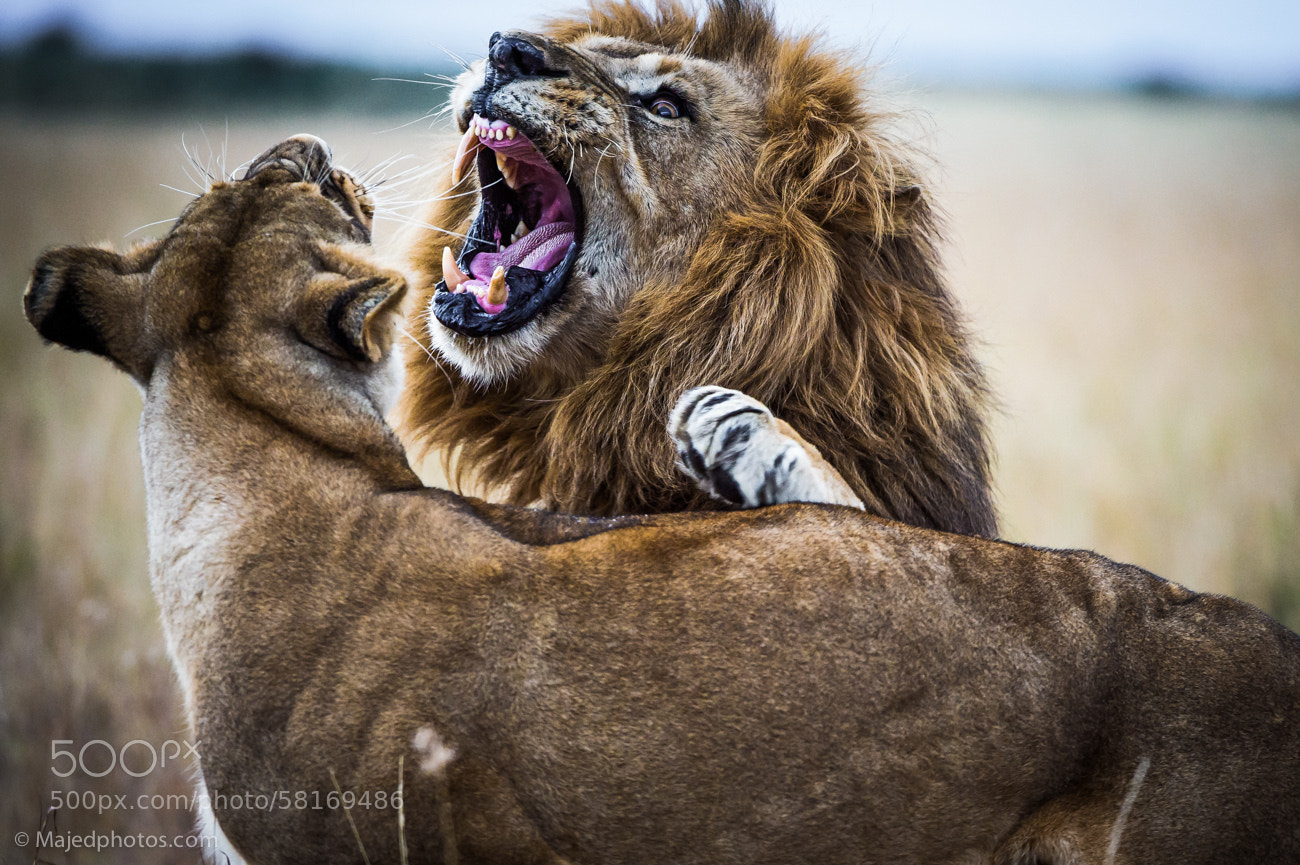 Photograph The king by majed ali on 500px