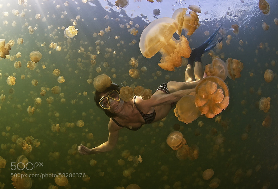Photograph Snorkel with Jellyfish by Julio Sanjuan on 500px