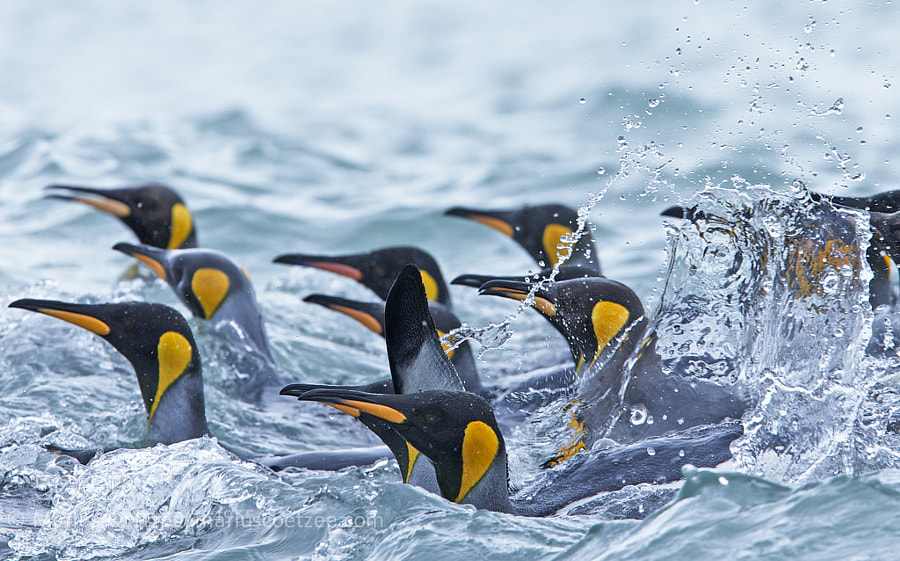 Photograph King Penguin Splash by Marius Coetzee on 500px