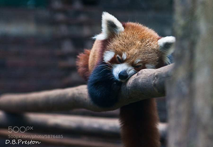 Photograph Napping on the Job  by David Preston on 500px