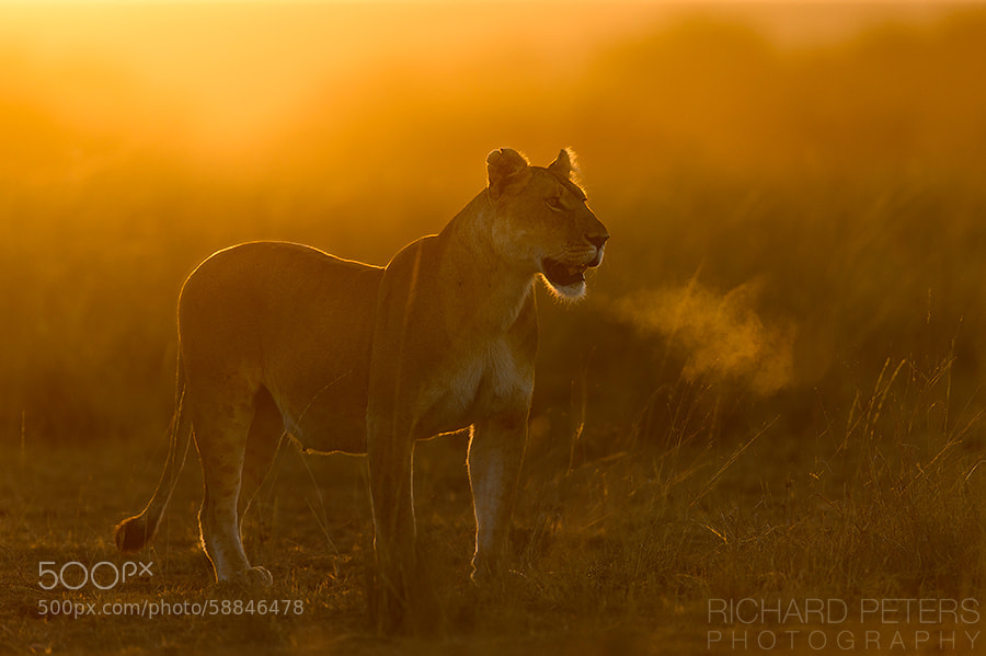 Photograph Lions Breath by Richard Peters on 500px