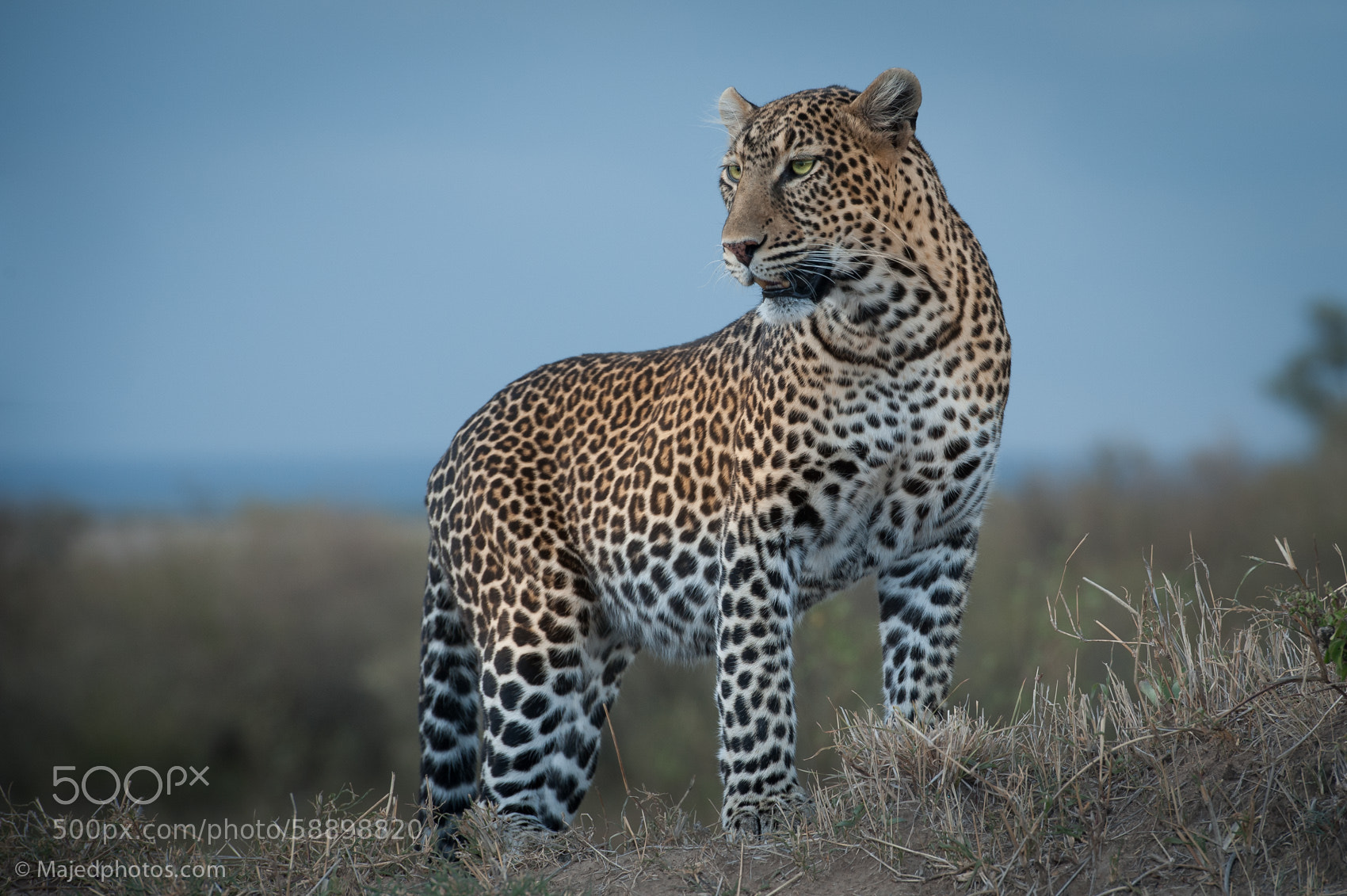 Photograph Mara Leopard by majed ali on 500px