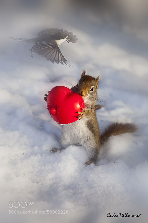 Photograph Red big heart for small bird by Andre Villeneuve on 500px