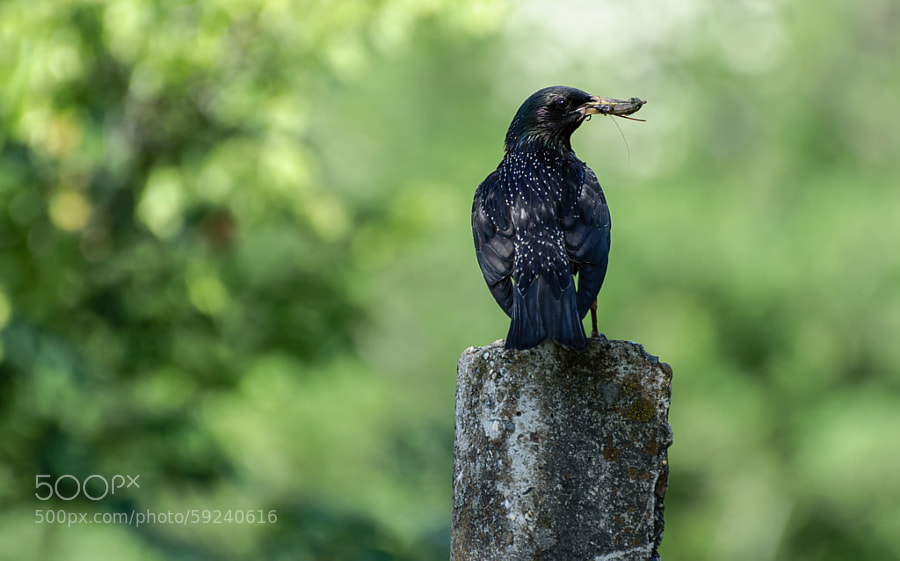 Photograph Starling by Dockside Colors on 500px