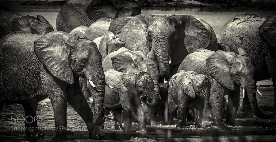Photograph Family River Crossing by Chris Fischer on 500px