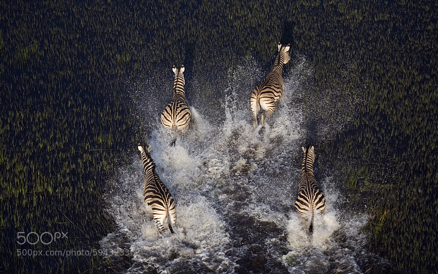 Photograph Zebras from above. by Stephan Tuengler on 500px