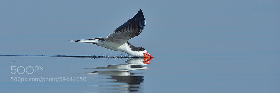 Photograph African Skimmer by Neal Cooper on 500px