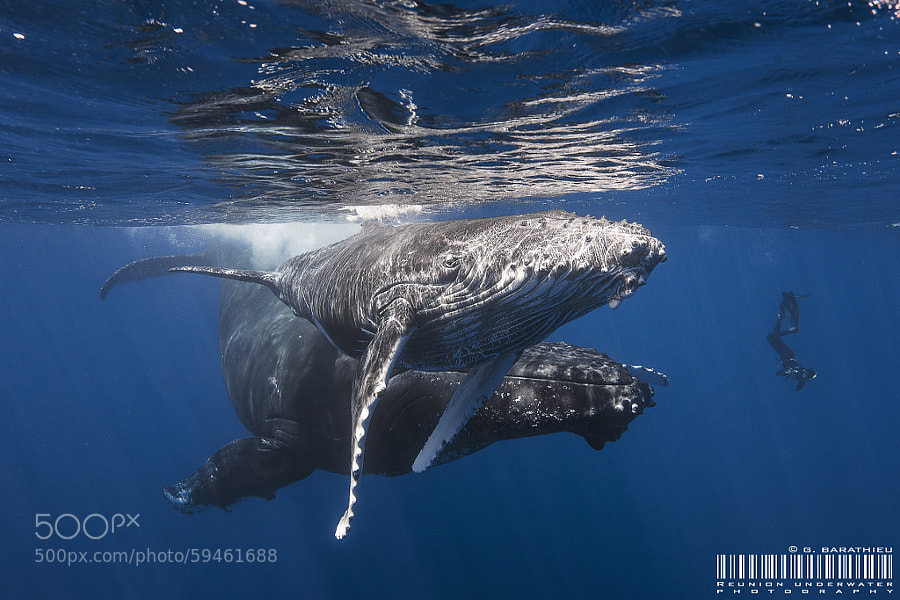 Photograph Humpback!!!! by Gaby Barathieu on 500px