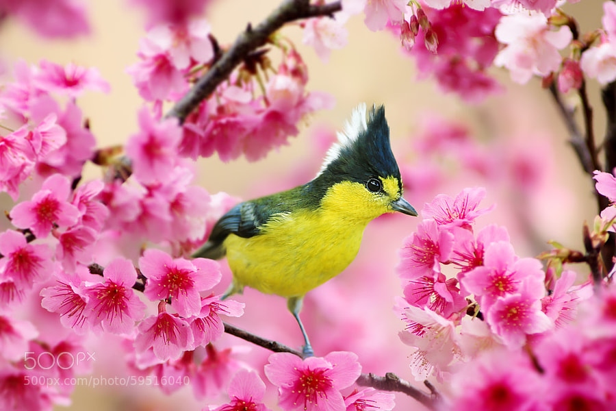 Photograph Formosan Yellow Tit and Cherry Blossoms by Sue Hsu on 500px