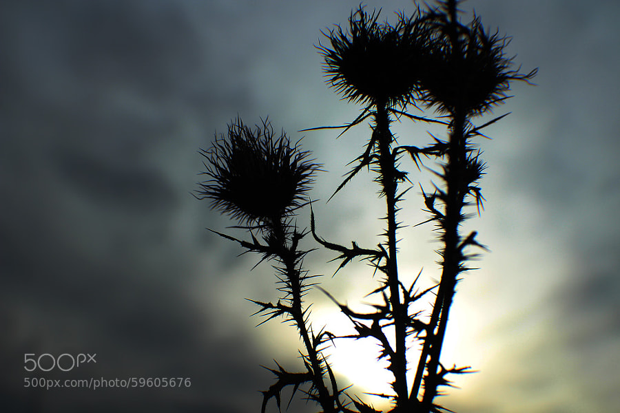 Thistles Silhouette by Jeff Carter on 500px.com