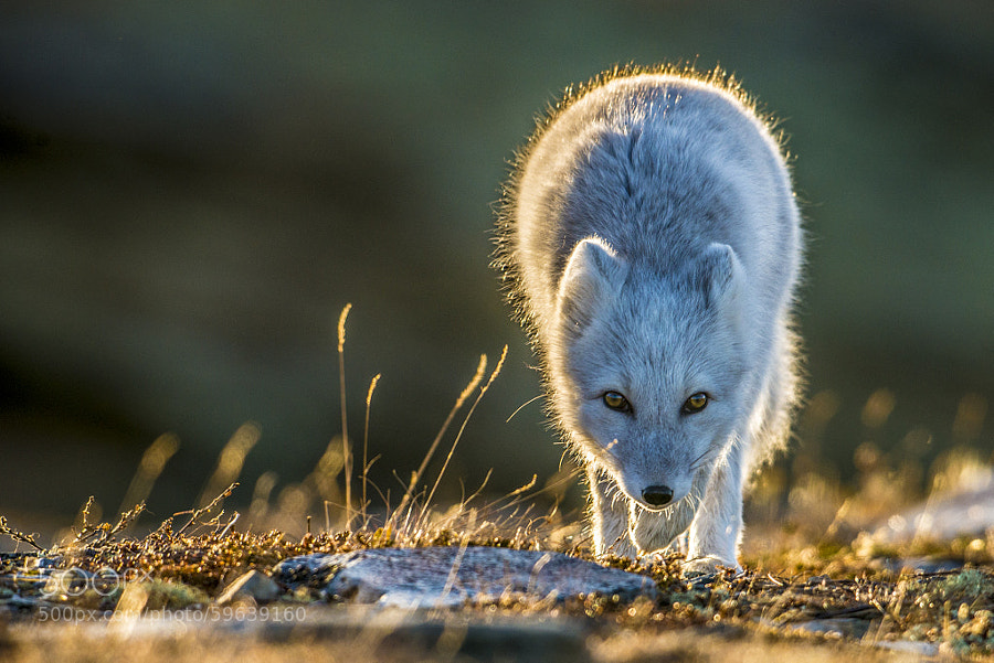Photograph Mountain fox in low sunlight by Trond Eriksen on 500px