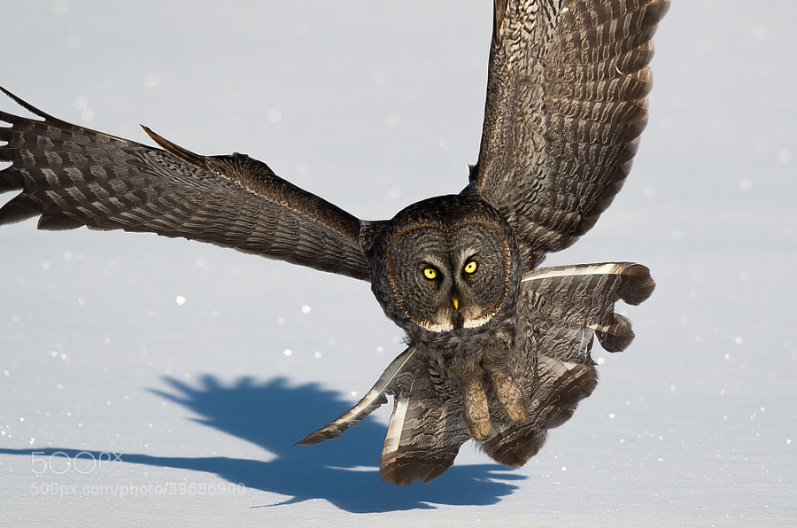 Photograph Great Gray Owl by Eric Belanger on 500px