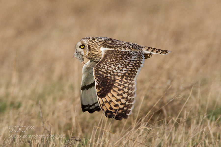 Photograph Short Eared Owl with prey by Tony House on 500px