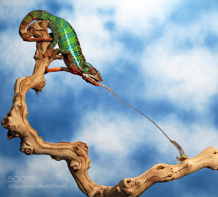 Photograph Chameleon Tongue Shot by Scott Cromwell on 500px