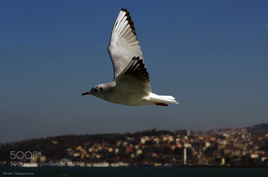 Seagulls in Istanbul on by Mehmet Çoban on 500px.com" border="0" style="margin: 0 0 5px 0;