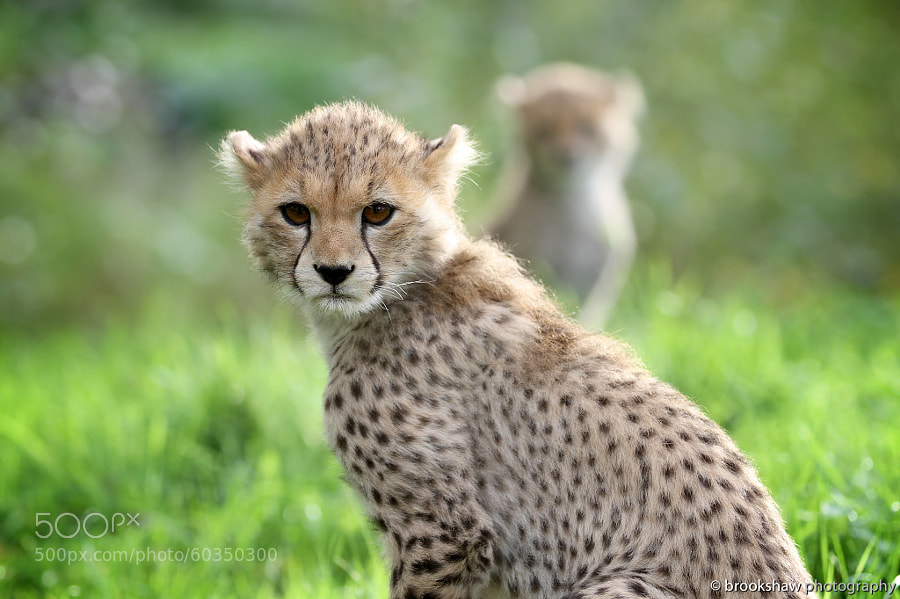 Photograph Cheetah Cubs by Gary Brookshaw on 500px