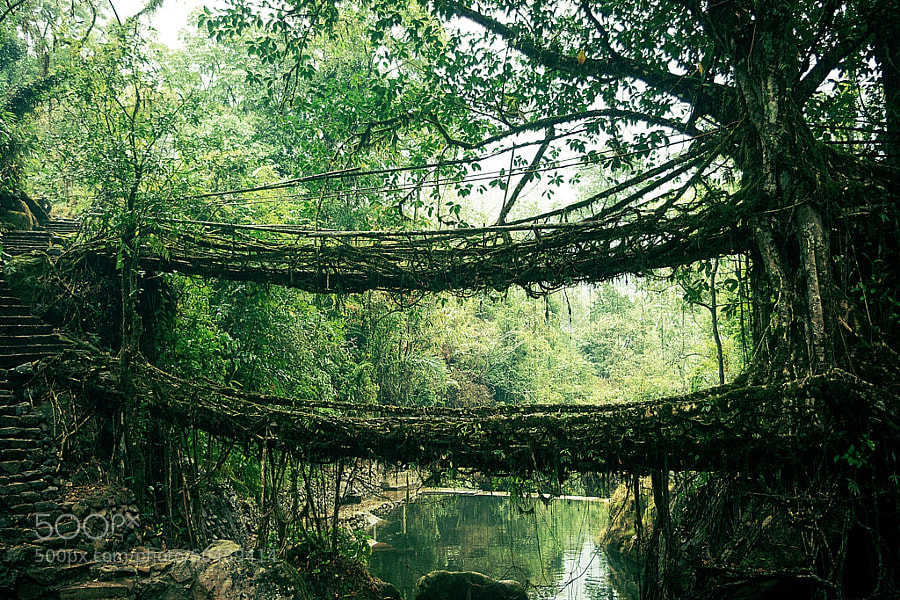 Photograph Double decker root bridge by Andy Holt on 500px