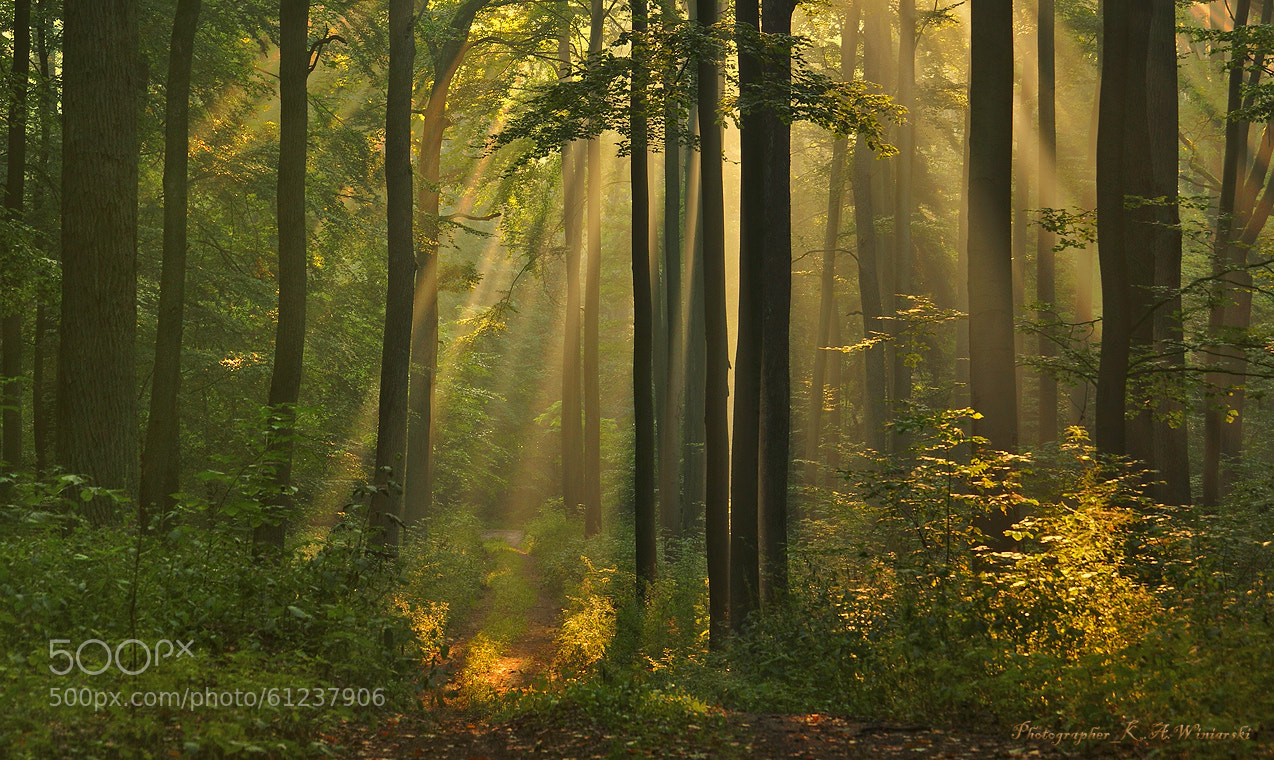 magical forest photo