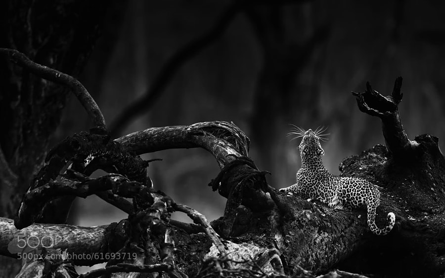 Photograph Leopard - bw collection by Stephan Tuengler on 500px