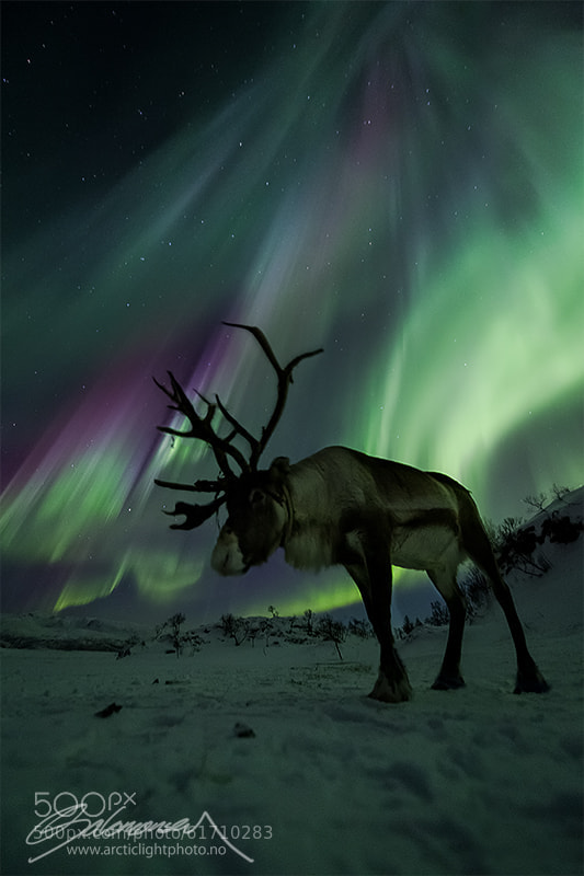 Photograph Norwegian Caribou by Ole C. Salomonsen on 500px