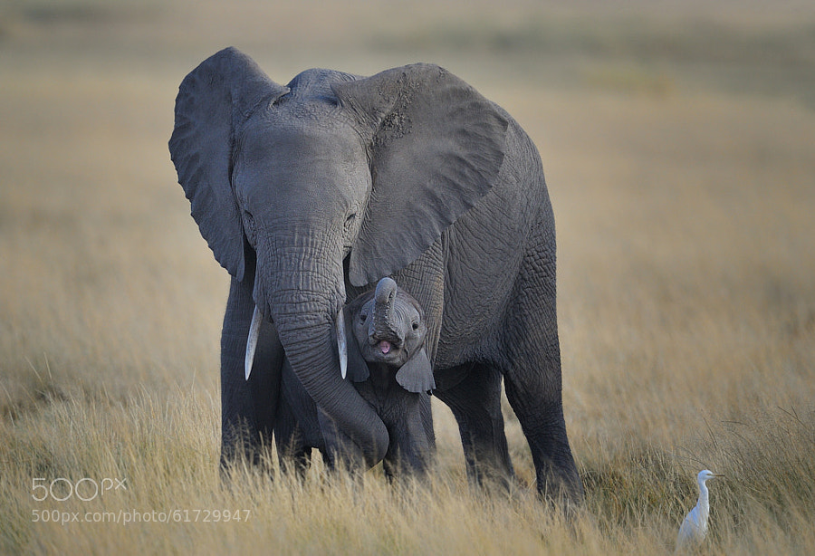Photograph Baby Elephant and Mother, Amboseli National Park, Kenya, East Africa by Diana Robinson on 500px