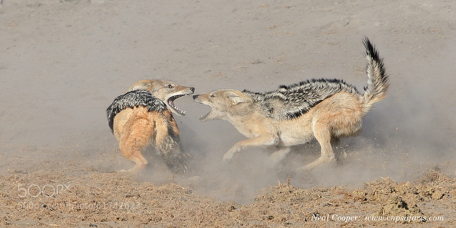 Photograph Fighting Jackals by Neal Cooper on 500px