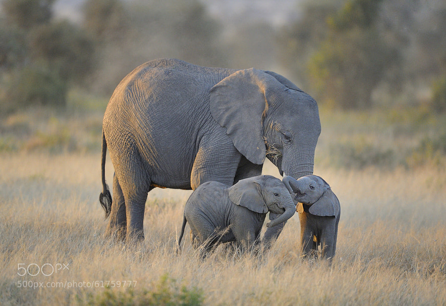 Photograph Twin Baby Elephants, East Africa by Diana Robinson on 500px