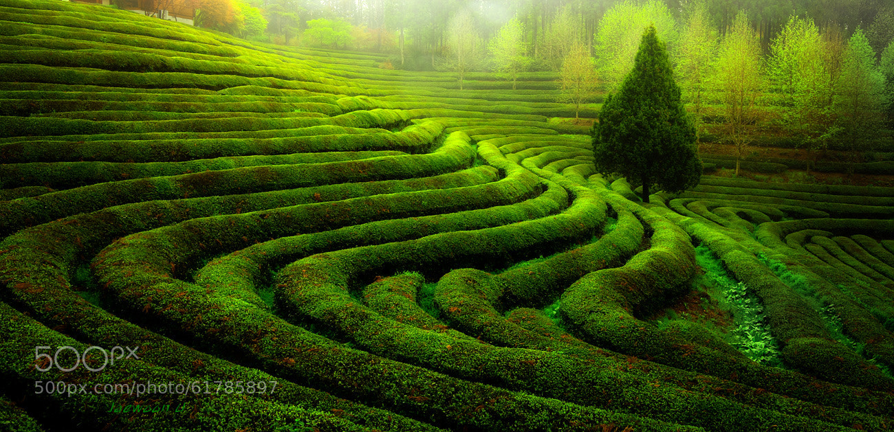 Green tea field by Jaewoon U 