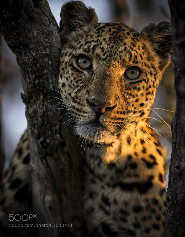 Photograph Beauty by Chris Fischer on 500px