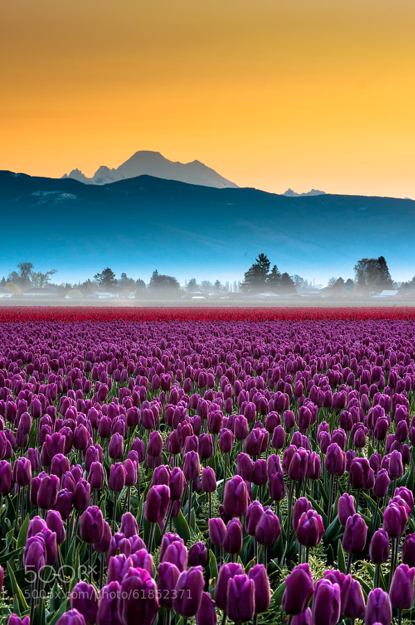 Photograph Skagit Valley Tulips and Mt Baker Portrait by Kevin Hartman on 500px