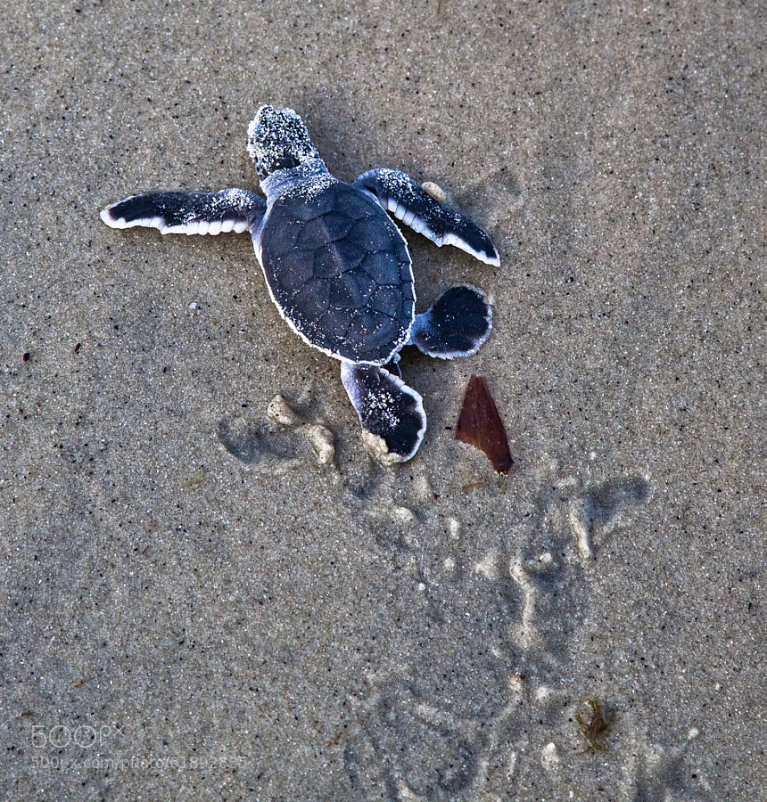 Photograph Baby turtle on the way to the sea by Wallaert-Simon Hélène-Remy on 500px