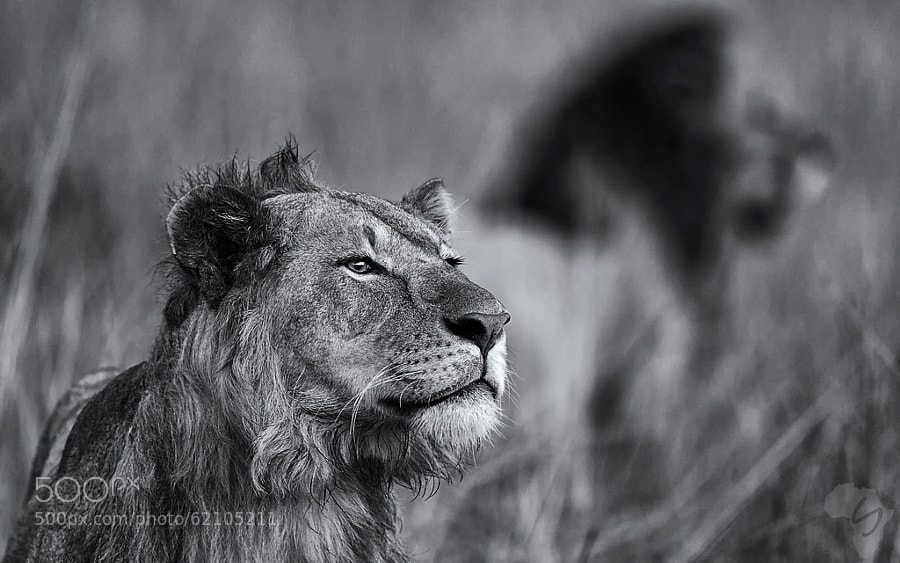 Photograph Mara lions - bw collection by Stephan Tuengler on 500px