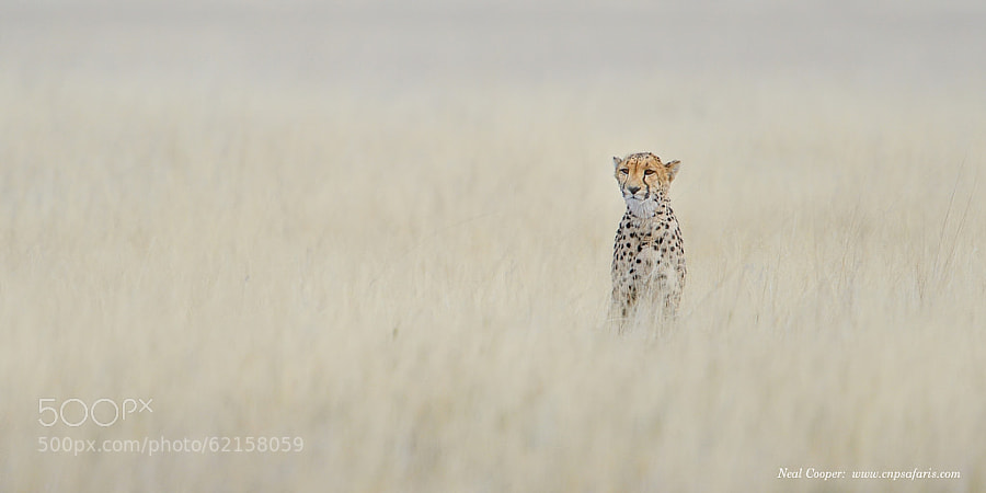 Photograph Cheetah by Neal Cooper on 500px