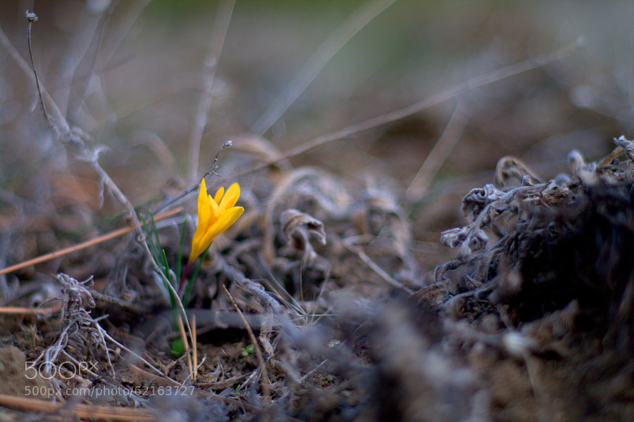 Photograph Harbinger of spring by Selim Özköse on 500px