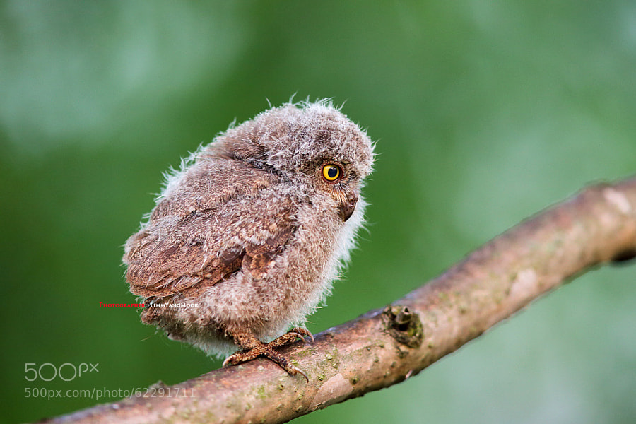 Photograph Baby owl by Limm yangmook on 500px