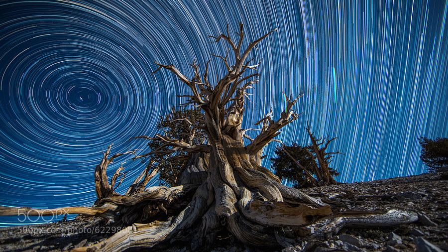 Photograph Bristlecone Traveling without Moving by Andrew Walker on 500px