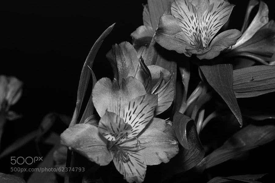 Photograph Alstroemeria by Jeff Carter on 500px