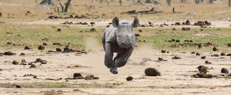 Photograph Baby Rhino by Jason Wharam on 500px