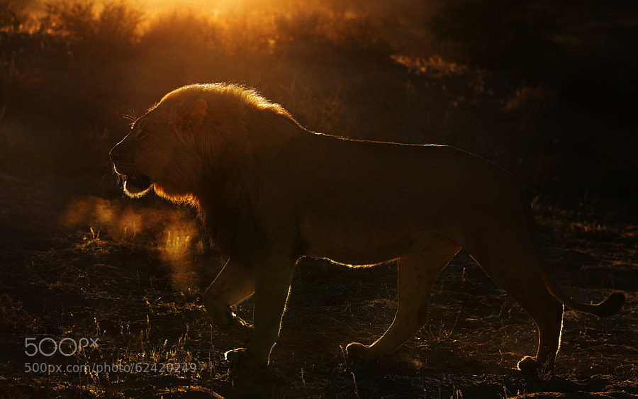 Photograph Another king by Stephan Tuengler on 500px