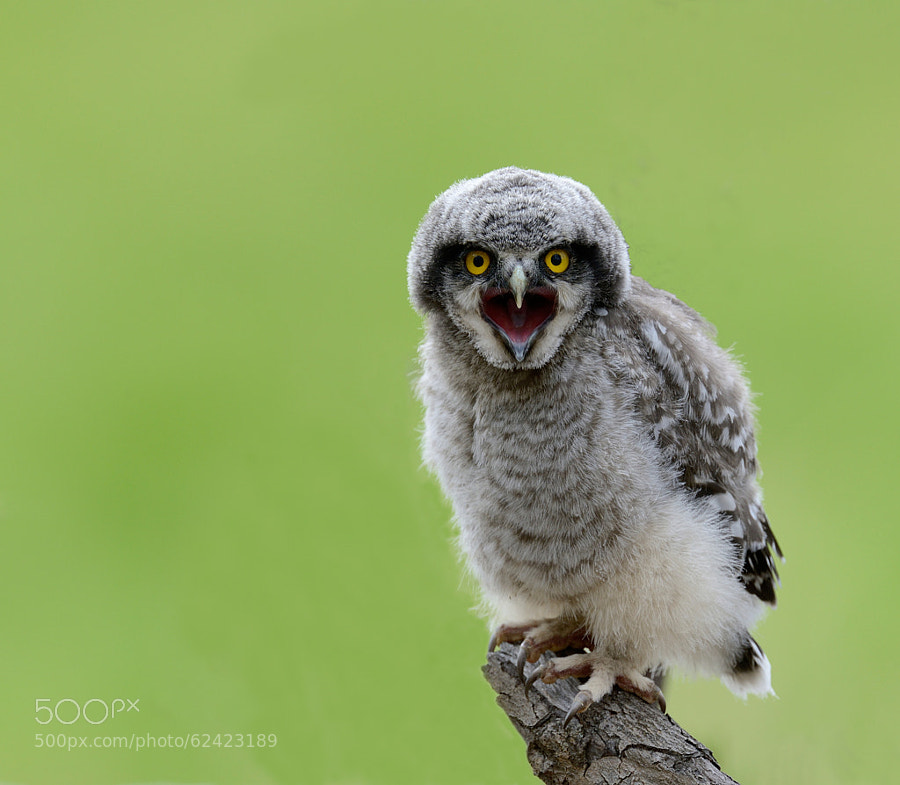 Photograph A hungry hawk owl kid by Ronnie Bergström on 500px