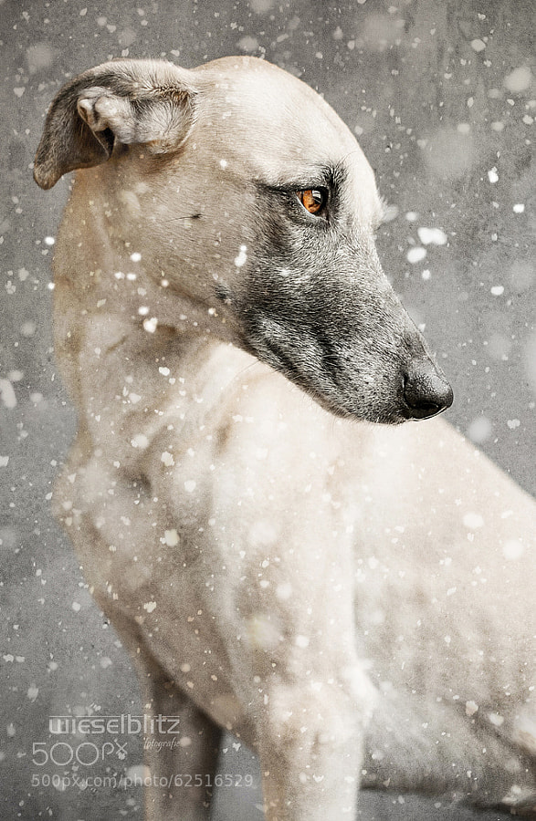 Photograph In the depth of winter by Elke Vogelsang on 500px