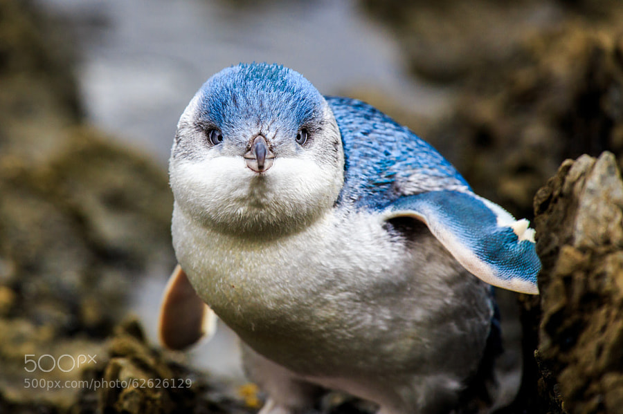 Photograph Little Blue Penguin baby by Fredrik Karlsson on 500px